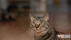 猫可以喝酸奶安慕希