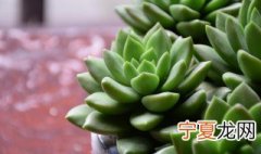 什么盆栽植物好养 什么植物盆栽最好养