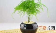 怎样使文竹叶子翠绿 使文竹叶子翠绿的四种方法