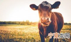 老牛打栏什么意思 牛打栏是什么意思
