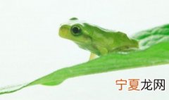 有臭味的青蛙是什么蛙 青蛙用什么辨别气味