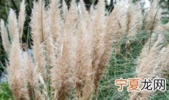 蒲苇好养吗 蒲苇的养殖方法和注意事项