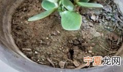 盆栽土壤板结如何快速改良 怎么改善板结土壤