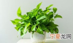 盆栽绿萝如何养成绿萝树 盆栽绿萝怎么养