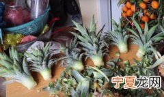 菠萝要怎么种才能结果 盆栽菠萝能结果是如何做到的