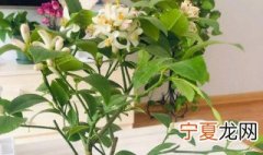 盆栽柠檬为什么开花结不了果 柠檬树盆栽不开花结果