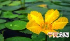 适合凉水中种植的植物 凉开水能水培植物吗