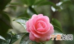 蔷薇花的叶子发黄是怎么回事 花的叶子发黄是怎么回事