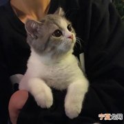 喵咪头像的男生穿搭怎么样 喵咪头像的男生穿搭怎么样好看