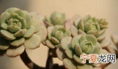 妮可莎娜多肉冬天养殖方法 妮可莎娜多肉冬天怎么养殖