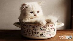 两个月小猫能喝牛奶，两个月的猫能喝牛奶