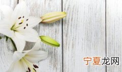 买的盆栽百合花开败了之后怎么剪枝 盆栽百合花开败之后剪枝剩多少
