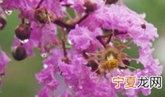 紫薇培养技巧 紫薇如何培养