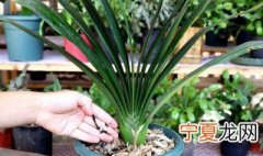 养君子兰的技巧 养君子兰的注意事项