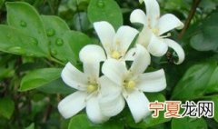 冬天九里香的养护技巧 九里香如何养护