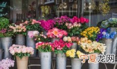封闭阳台最好养的花 阳台最好养的花