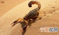 家里有蝎子是什么预兆 家里有蝎子是怎么回事