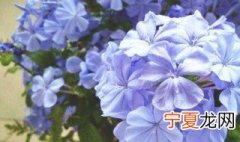 蓝雪花养殖方法 如何养殖蓝雪花