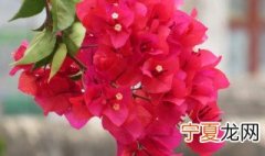 三角梅养殖方法与技巧 三角梅如何养殖