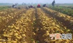 种植马铃薯施肥方法 马铃薯如何施肥