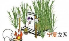 坟头草三丈高什么意思 坟头草三丈高指的是什么