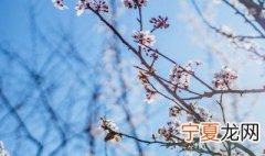腊梅的繁殖方法有哪些 腊梅繁殖常用的方法