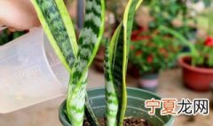 怎样养虎皮兰爆盆 怎样养虎皮兰