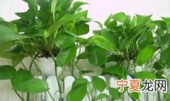 家里面养的植物怎么老是枯萎啊 缺水的话应该怎么办