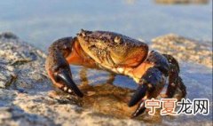 河蟹在家怎么养不死 家中怎么养河里螃蟹不死呢