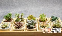 十大最漂亮的多肉 你拥有几种呢
