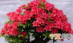 怎么养花都养不死 养花的方法