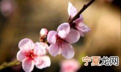 冬天怎么养花 冬天养花花如何过冬