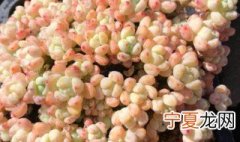 多肉罗琦怎么养爆盆 多肉罗琦如何养殖