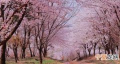 日本樱花为什么好看 为什么日本樱花出名