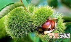 板栗怎么保存时间长 板栗如何保存能放更久