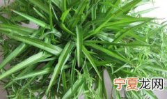 最适合卧室的十大绿植 最适合卧室的绿植有哪些