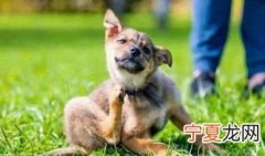 给狗狗驱虫多少钱 狗狗驱虫多少钱一支多久打一次