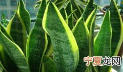 家里摆放什么绿植最好 吊兰好养活吗