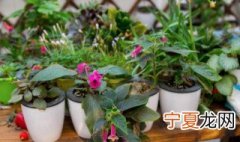 房子装饰适合什么花 房子装饰放什么花好