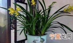 家里植物摆放位置 家里植物摆放在什么地方好