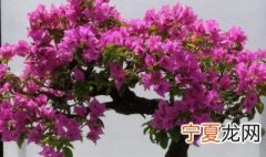 家里种三角梅吉利吗 家里种三角梅好不好