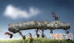 什么东西能杀死蚂蚁 能杀死蚂蚁方法
