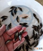 桂鱼吃什么食物，桂鱼苗吃什么饲料好