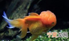 家里一般适合养什么鱼 六大适合家里养的鱼