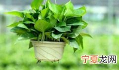 适合懒人养的室内植物 好养活还精华空气