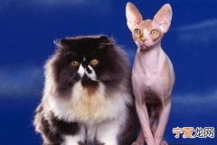 世界名猫你知道几种，世界十大被禁养的猫？