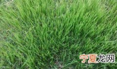 黑麦草什么时候播种 什么时候合适黑麦草播种