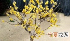 腊梅花有花苞后能浇肥吗 盆栽腊梅花苞期施什么肥