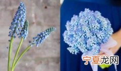 土培的风信子要怎样养殖 风信子土培的养殖方法
