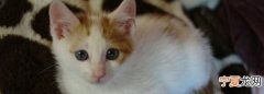 给小猫喂妈咪爱一次吃多少
